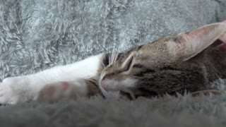Sweet Kitten ASMR 1 Hour