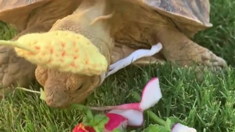Loving tortoises with hats are having a cute lunch - Really adorable 🥰