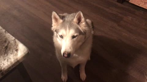 Howling Dog Leads Its Owner To The Treat Drawer