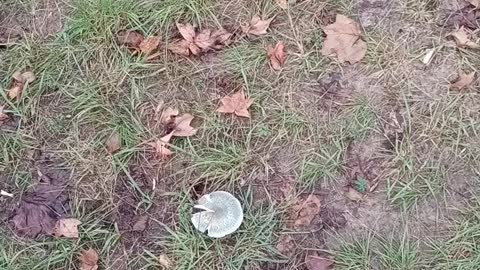 A mushroom decaying in the park