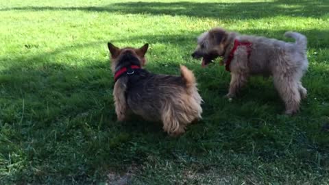 Adorable puppy playing with his friend in the yard