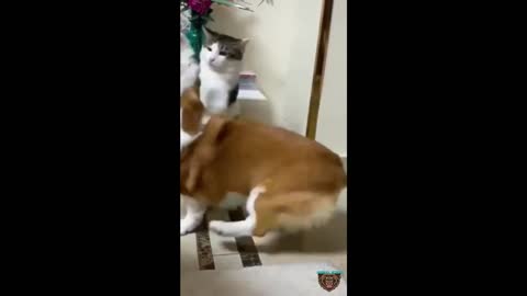 Funny cat videos with children funny clips of cats and dogs