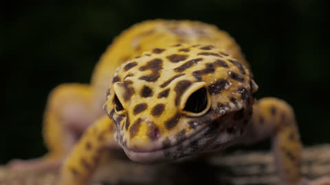 Leopard gecko lizard closeup