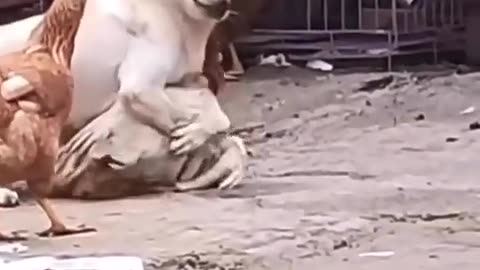 Funny dog fighting video