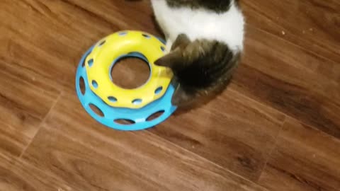 Toys that interest cats