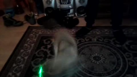Doggy playing with green alien laser
