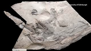 World’s largest Jurassic-era pterosaur unearthed