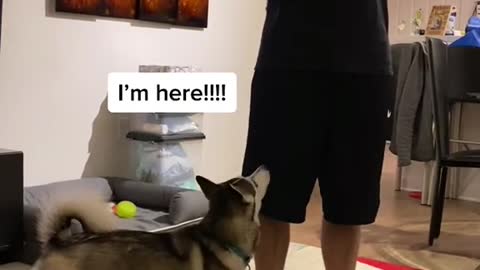 Sapphie the Pomsky Reacting to Owner Pretending She Isn't There