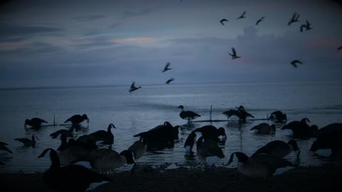 Alaska Duck & Goose hunting Epic Kill shots over Dive Bomb Decoys