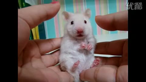 Funny video - cute mice