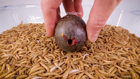 10 000 Mealworms vs. PIGS TONGUE