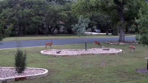 Deer at Dusk