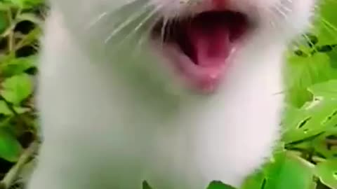 Cute kitten crying for Mom