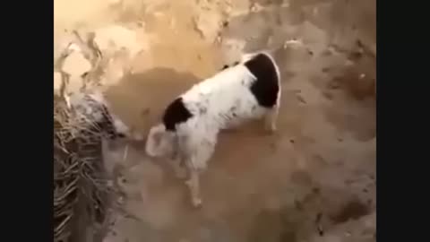 Dog Buries Puppy Videos