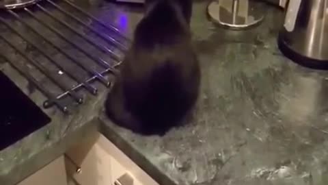 Black Cat jump