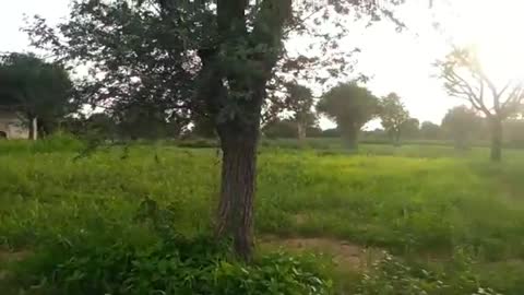 Watch Nature view video