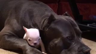 Perro enorme protege adorablemente a un pequeño cachorro