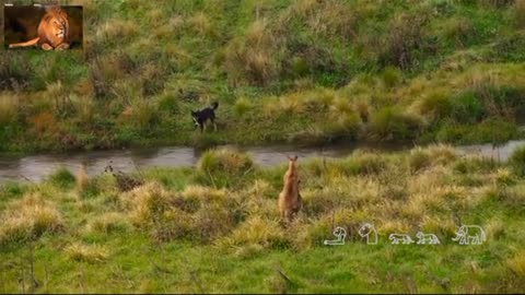 Wolves chasing a group of kangaroos