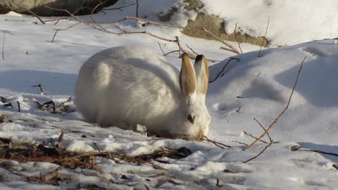 White Hare