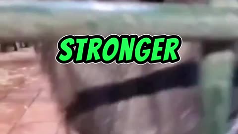 Are you stronger than Silverback Gorilla?