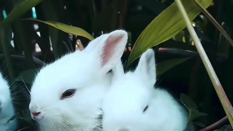 Adorable Cute Bunnies ! It's like Heaven.