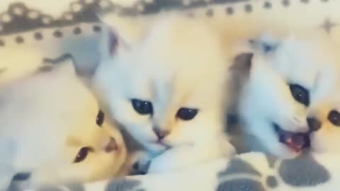 Best Funny Animals Video 2023 😹😹 Funny Animals 😂😂😂 Funny video Cat video