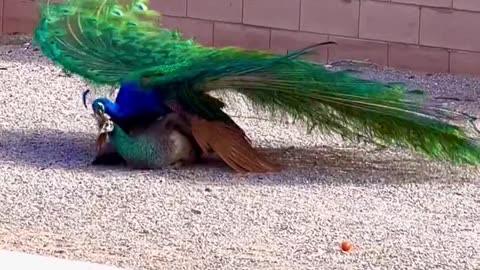 Peacock having fun together