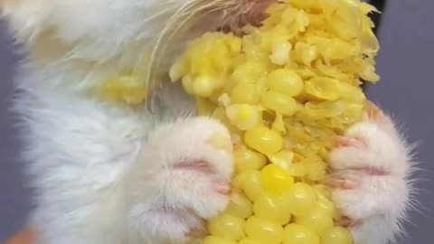 Pretty cat eating corn 🌽