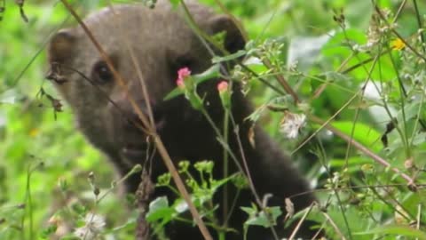 An unexpected encounter with the Tayra (Eira barbara)