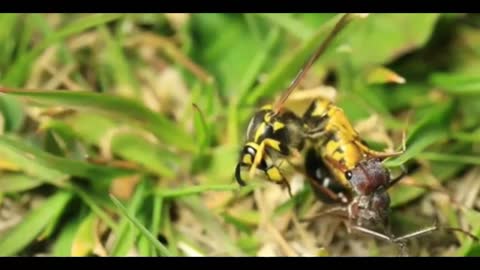 Ant vs Wasp