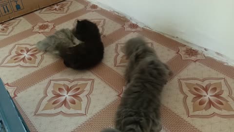 Small Persian Kittens Playfully Pouncing and Chasing Each Other