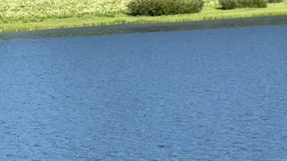 Bald Eagle Catches Fish