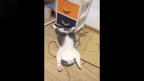 The funniest sleeping cat style😂😂