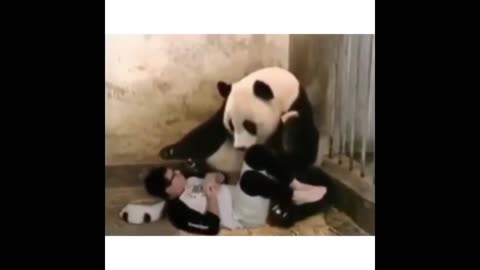 "Cute Panda's"