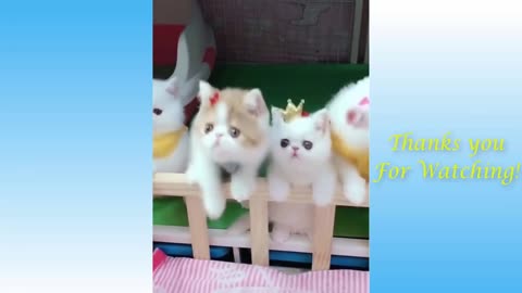 Best funny cat's video