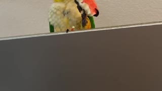 Parrot is suspect number one for making a mess