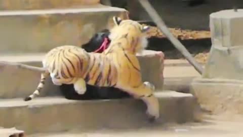 Funny Fake tiger prank clips