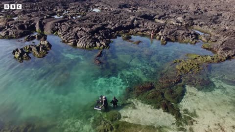 Sea Lions vs Galapagos Sharks Hunting Brawl I Behind the Scenes | Blue Planet II I BBC Earth