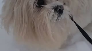 Rowdy Loves Snow
