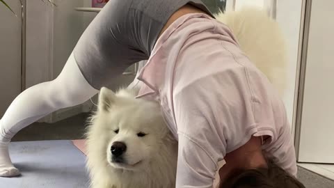 Samoyed Proves To Be The Best Personal Trainer Ever