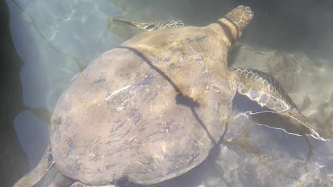 Green sea turtle spotted