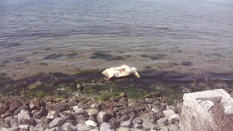 Dead sea turtle on Aretsou beach