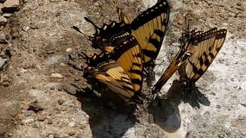 Butterflies gathering