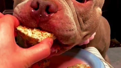 See how this dog is eating🤔🤔😍😍
