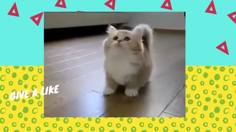 Funny Kittens