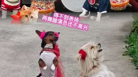 Dog dance funny video