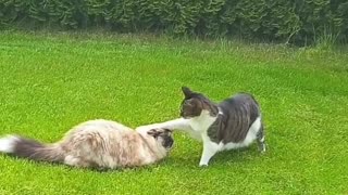 Cat Boops Other Cat On The Head, Then Runs Away