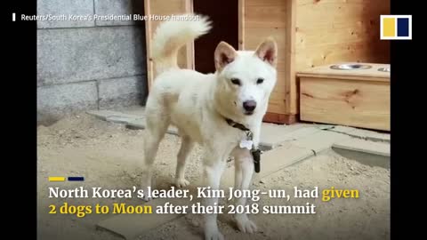 Former South Korean leader Moon Jae-in to give up dogs given by Kim Jong-un