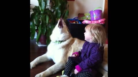 Smart Husky dog with cute little girl
