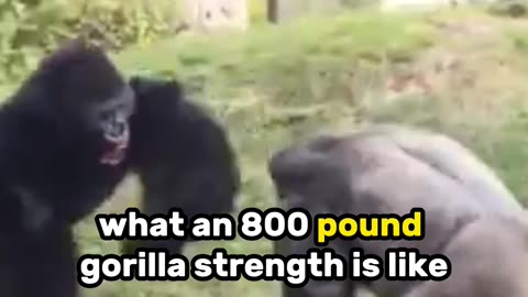 Massive 800lb Silverback Gorilla